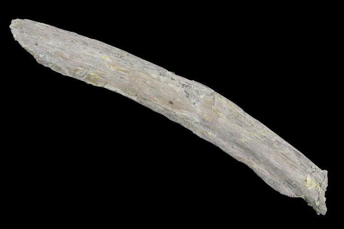 Mosasaur (Platecarpus) Rib Section - Kansas #93765